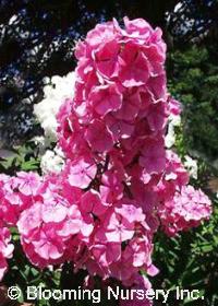 Phlox paniculata 'Dodo Hanbury Forbes'